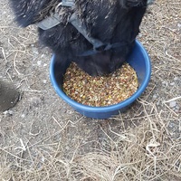 photo de livraison pour Ecurie Refuge APFFEL