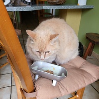 photo de livraison pour Chat de Gout'hier sans Toit