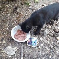 photo de livraison pour Nos amours de minous oubliés