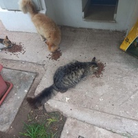 photo de livraison pour Comme Chiens et Chats Maroc