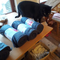 photo de livraison pour Les Chats de la Rue
