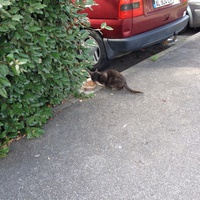 photo de livraison pour Chats Maux
