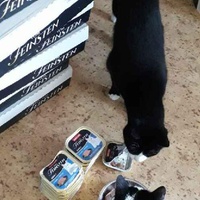 photo de livraison pour Ecole du Chat de Roubaix