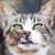 photo animal