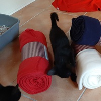 photo de livraison pour Bien vivre avec les Chats Sallélois