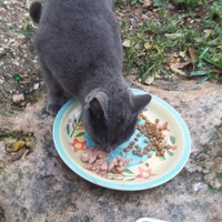 photo de livraison pour Les Chats-Pitresdelavi-Ste