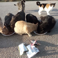 photo de livraison pour Les chats Port-Saint-Louisiens