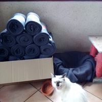 photo de livraison pour Jardin des Chats