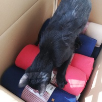 photo de livraison pour L’École du Chat de Saint-Denis Langevin