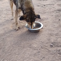 photo de livraison pour Help Adopt Moroccan Animals