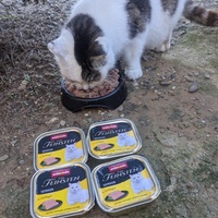 photo de livraison pour 7 Vies de chats de la Côte Indigo