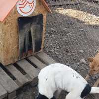photo de livraison pour Refuge pour chiens de Baia Mare