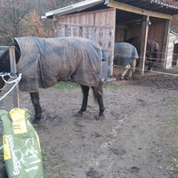 photo de livraison pour Chevaux Murmurent