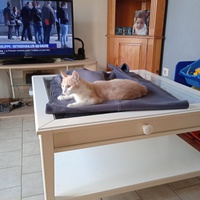 photo de livraison pour Ecole du Chat des Alpilles
