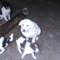 photo de livraison pour Association Lupy Orastie