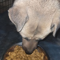 photo de livraison pour Lina's animal rescue