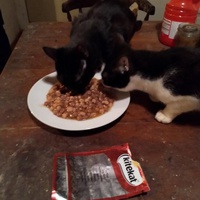 photo de livraison pour Les Chats de Pierrot