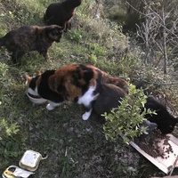 photo de livraison pour Chats-sos