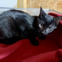 photo de livraison pour L'Arche de Ploum