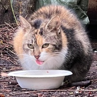 photo de livraison pour Association C.A.T.S. Chat Animal Terrien Solidarité