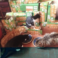 photo de livraison pour Amis des Chats de Port-Vendre