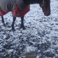 photo de livraison pour HELP