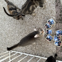 photo de livraison pour Chat Gratouille