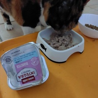 photo de livraison pour Les Chats libres de Fleurance