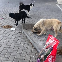 photo de livraison pour Mira Shorak Assante Di Capillo