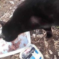 photo de livraison pour Les Chats-Pitresdelavi-Ste