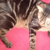 photo de livraison pour Hungry Cats14