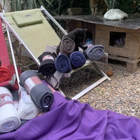 photo de livraison pour Les chats de chez nous