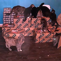 photo de livraison pour Cruzy Cat 34