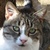 photo animal