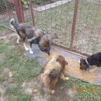 photo de livraison pour Pro Animals Finland ry