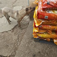 photo de livraison pour Lina's animal rescue