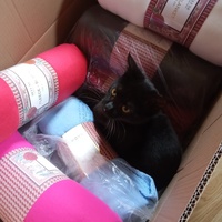 photo de livraison pour Chats Oubliés