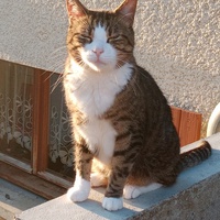 photo de livraison pour Chat de Gout'hier sans Toit
