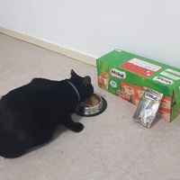 photo de livraison pour Les chats Port-Saint-Louisiens