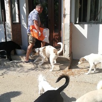 photo de livraison pour Europe4strays