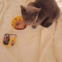 photo de livraison pour Les Chats de la Rue