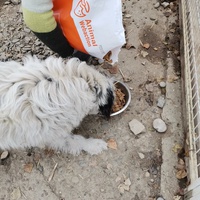 photo de livraison pour Asociația Hăpluț și prietenii