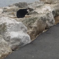 photo de livraison pour Protect Cat