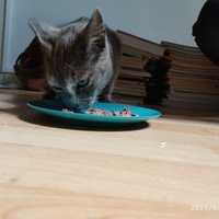photo de livraison pour Les chats de l'Indifférence