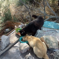photo de livraison pour Les chats Port-Saint-Louisiens