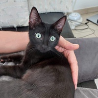 photo de livraison pour SOS Chat 93