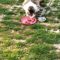 photo de livraison pour Chat Suffit a.sb.l.