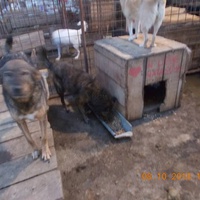 photo de livraison pour Pro Animals Finland ry