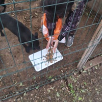 photo de livraison pour Innocente