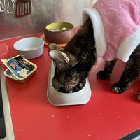 photo de livraison pour Association C.A.T.S. Chat Animal Terrien Solidarité